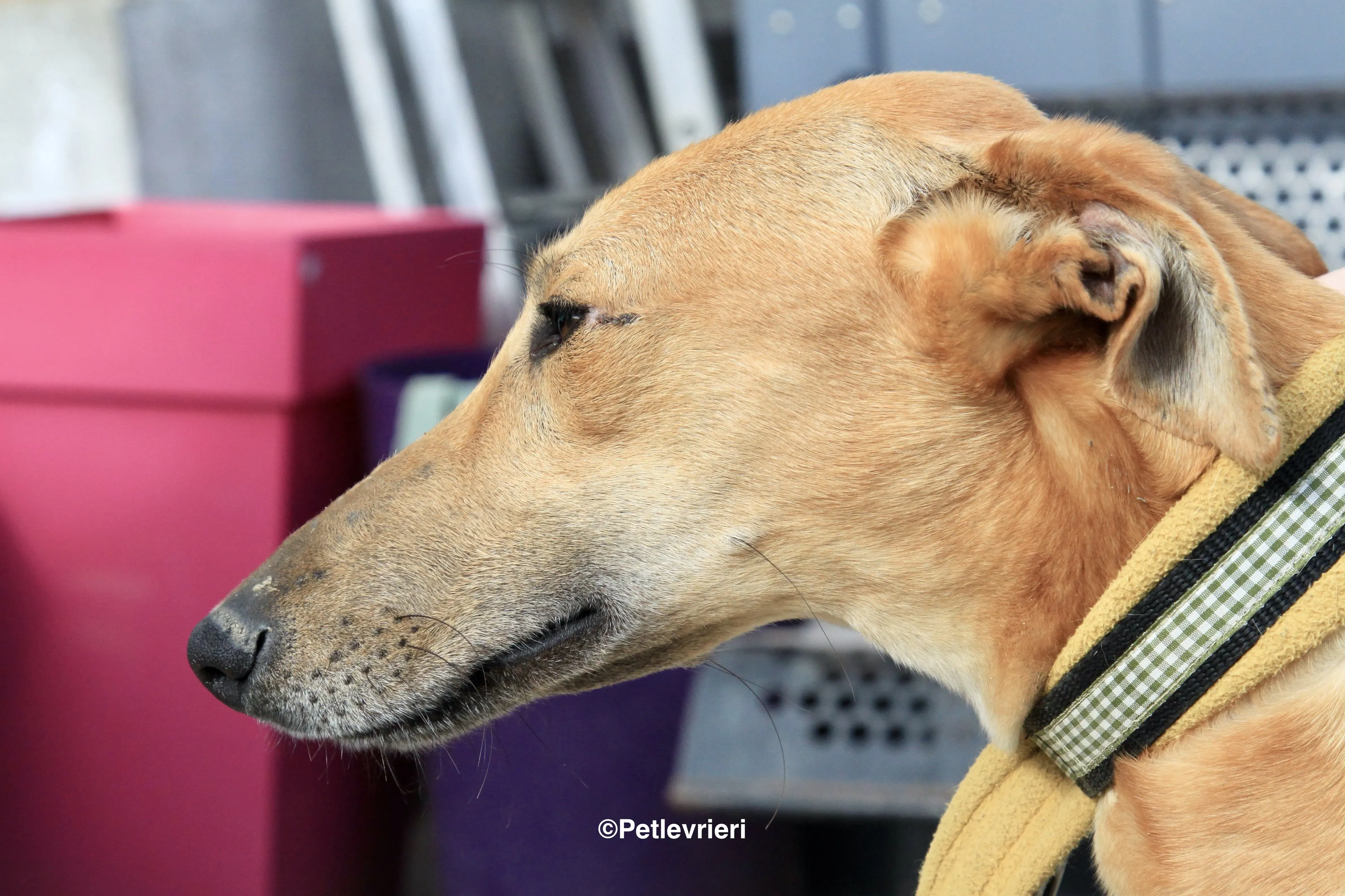 Vilma adozione levrieri galgo 10 2