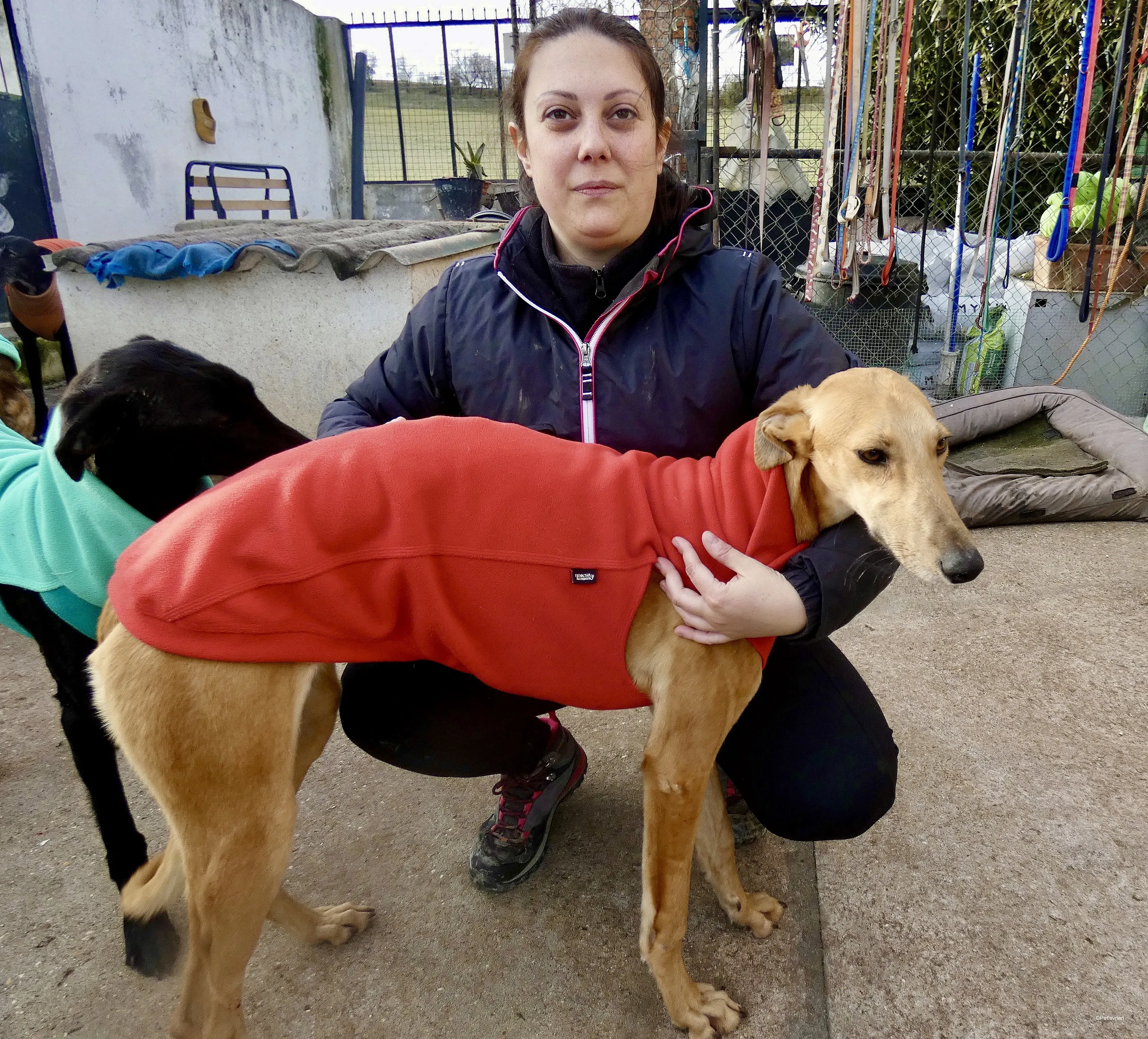Vilma adozione levrieri galgo 10
