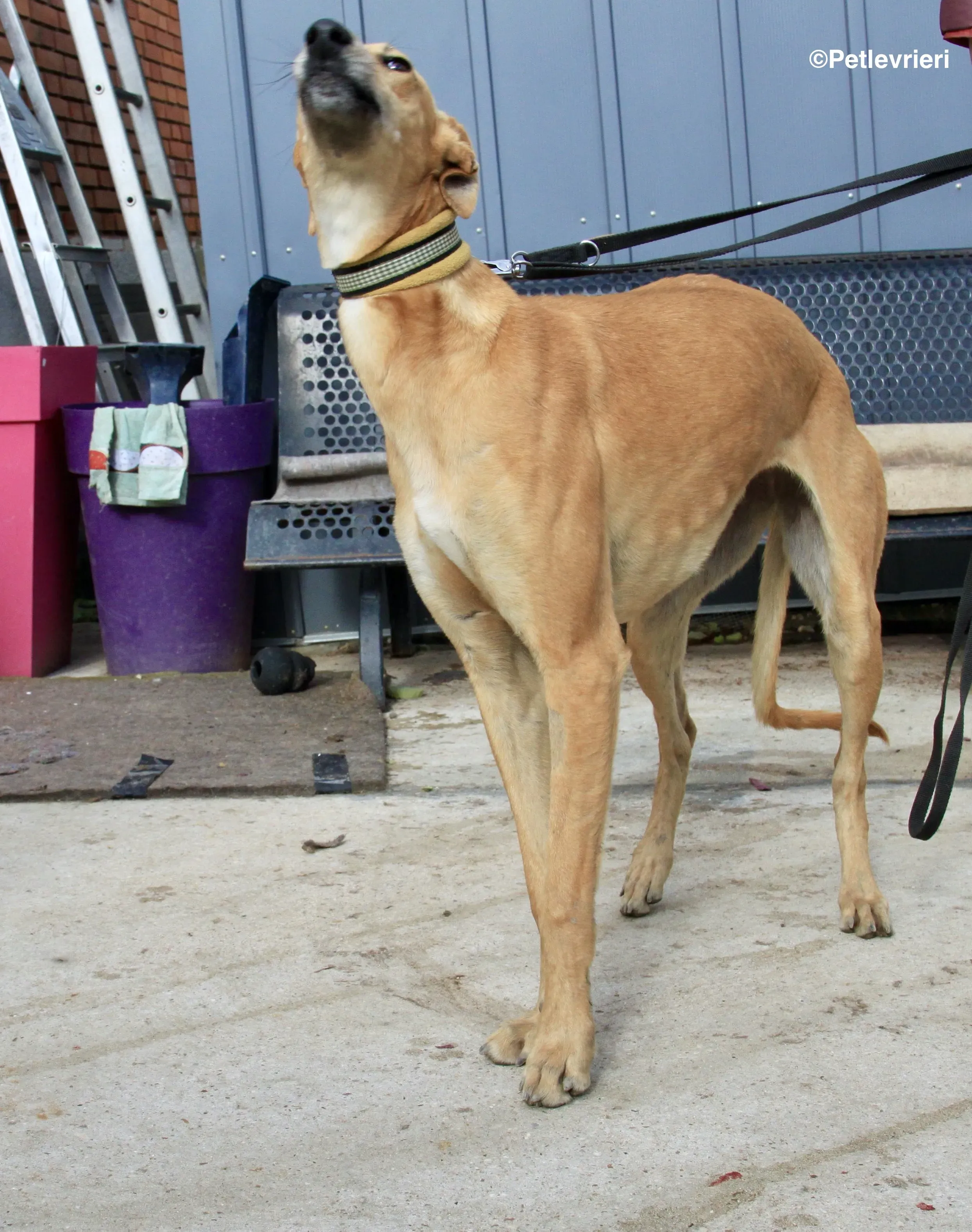 Vilma adozione levrieri galgo 11 2