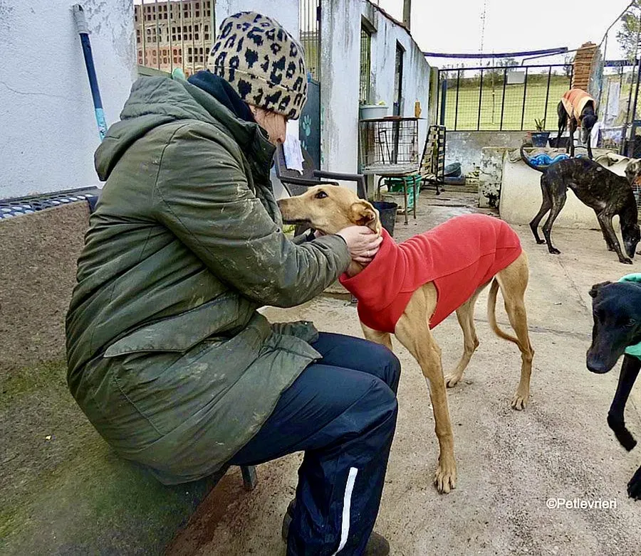 Vilma adozione levrieri galgo 11