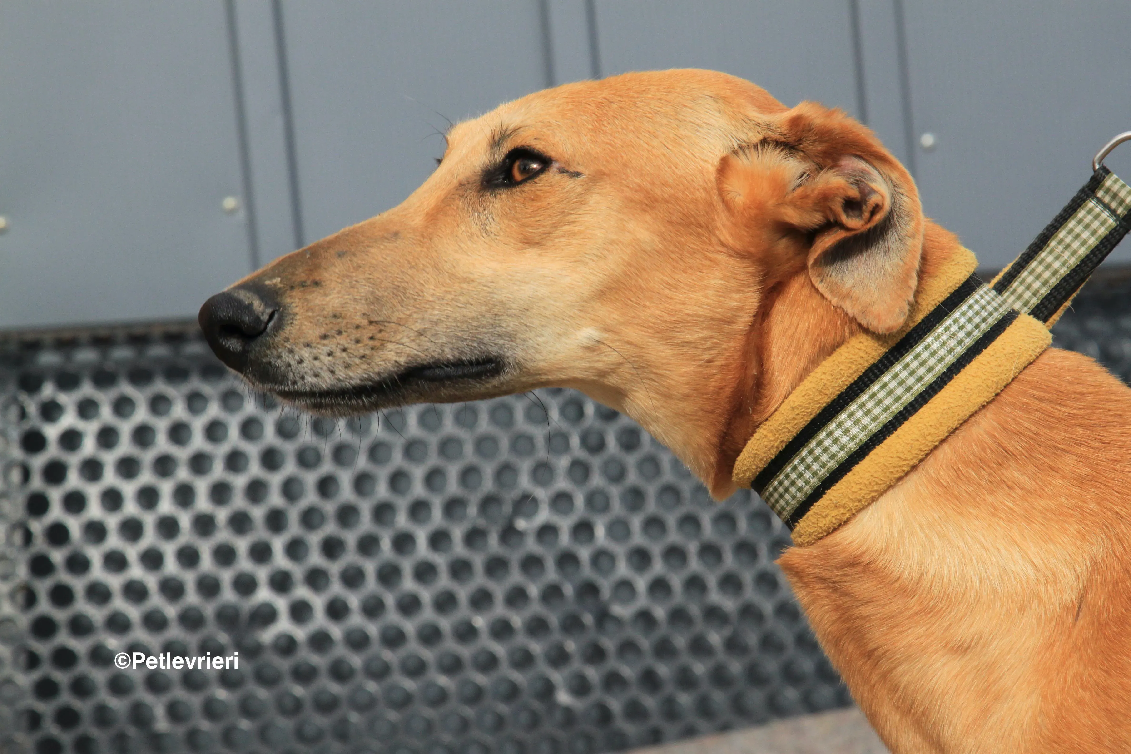 Vilma adozione levrieri galgo 12 2