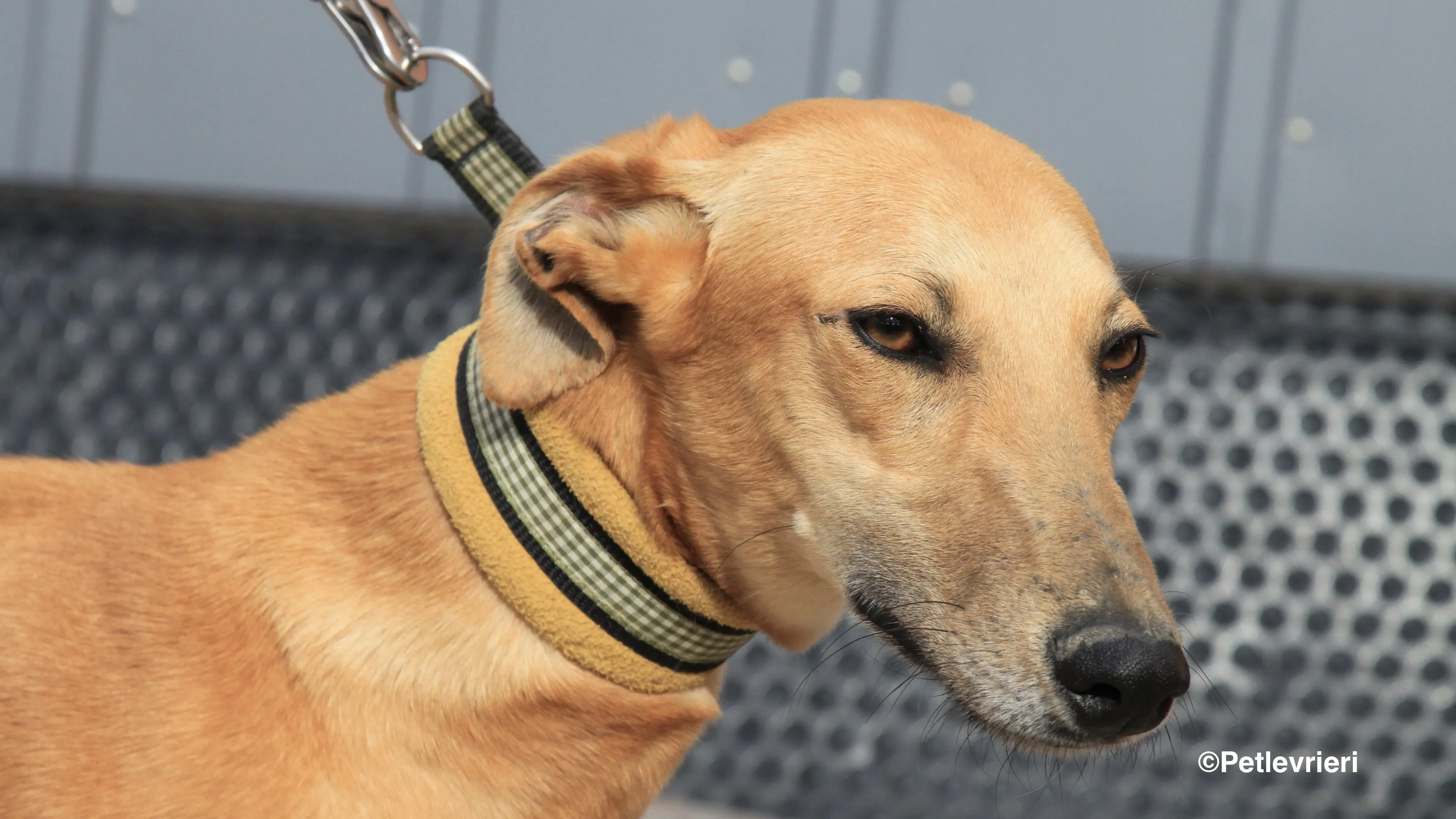 Vilma adozione levrieri galgo 13