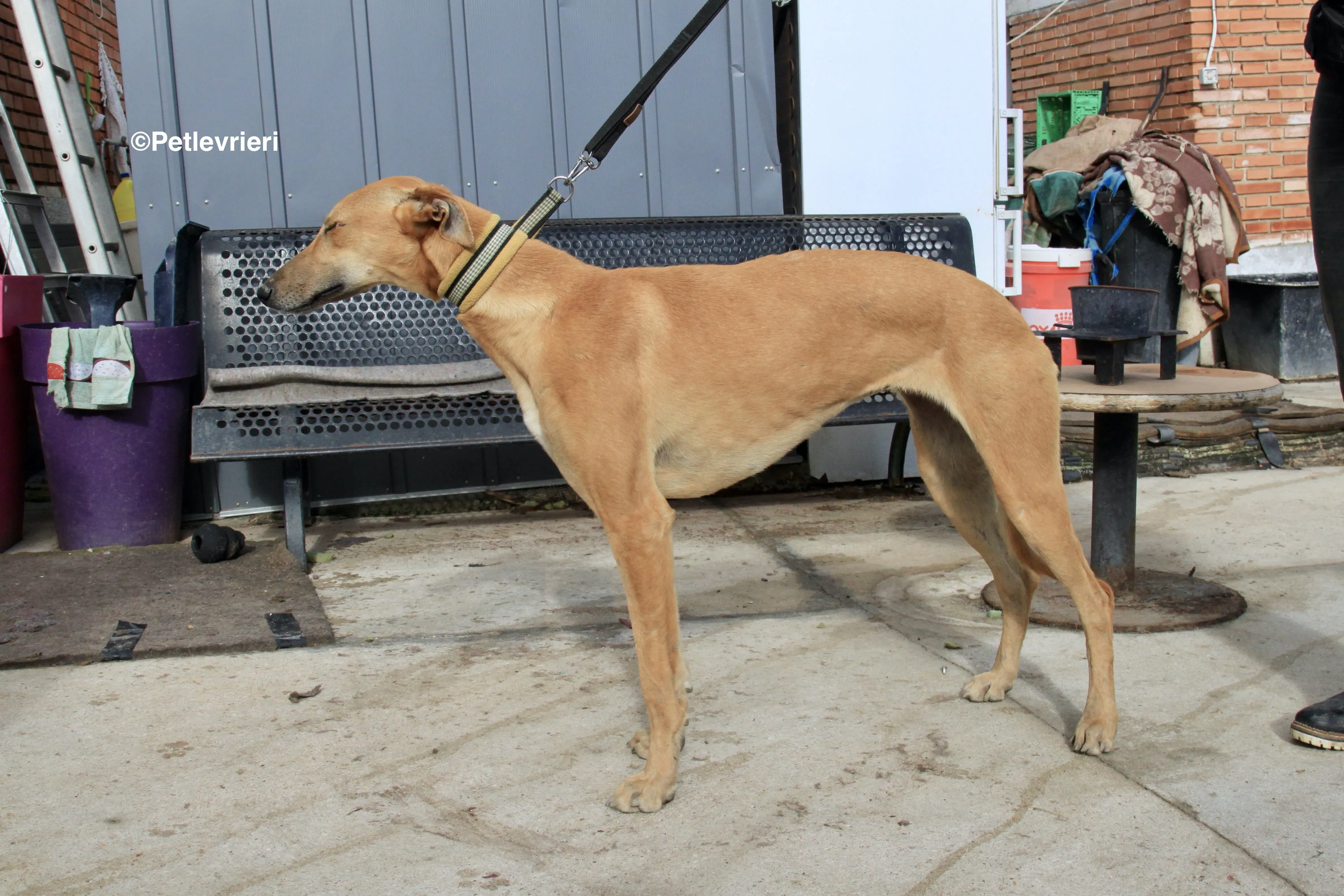 Vilma adozione levrieri galgo 14