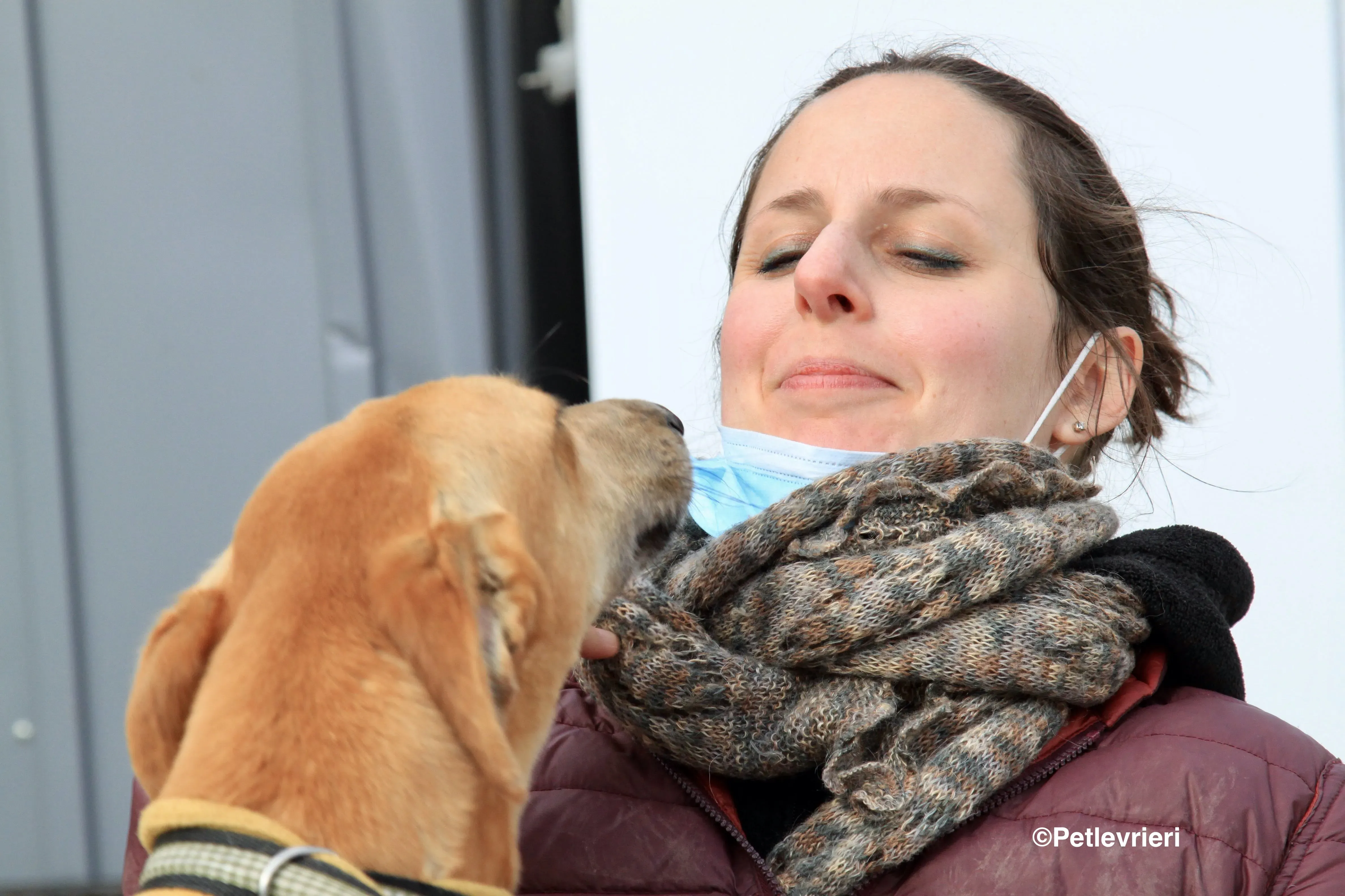 Vilma adozione levrieri galgo 2 2