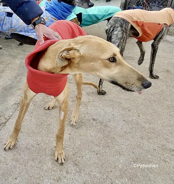 Vilma adozione levrieri galgo 2