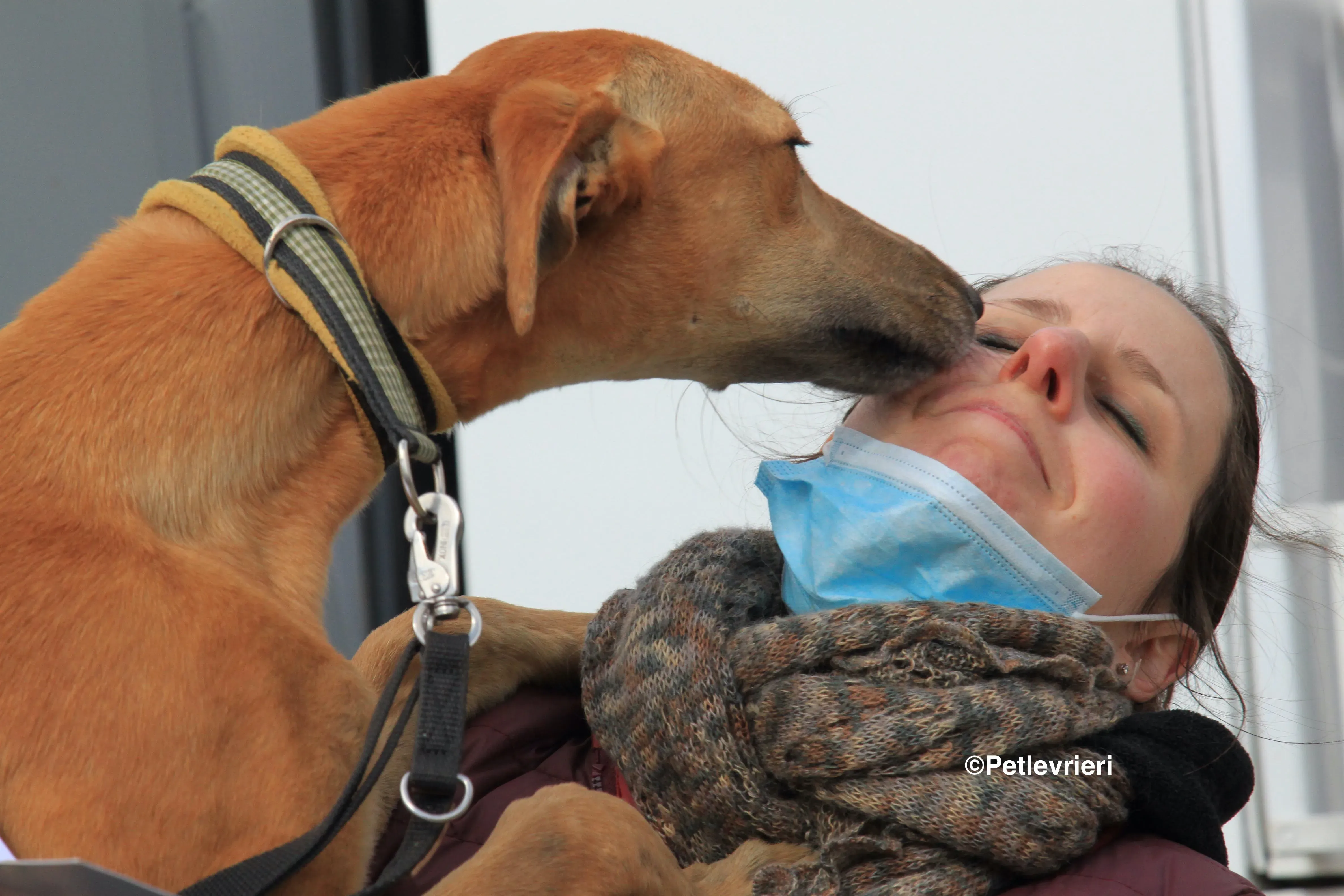 Vilma adozione levrieri galgo 3 2