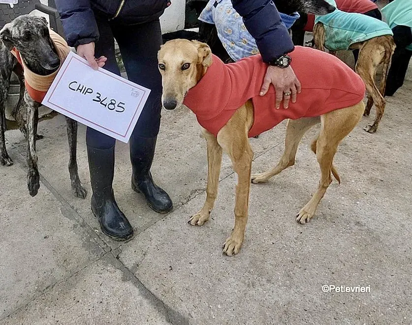 Vilma adozione levrieri galgo 3