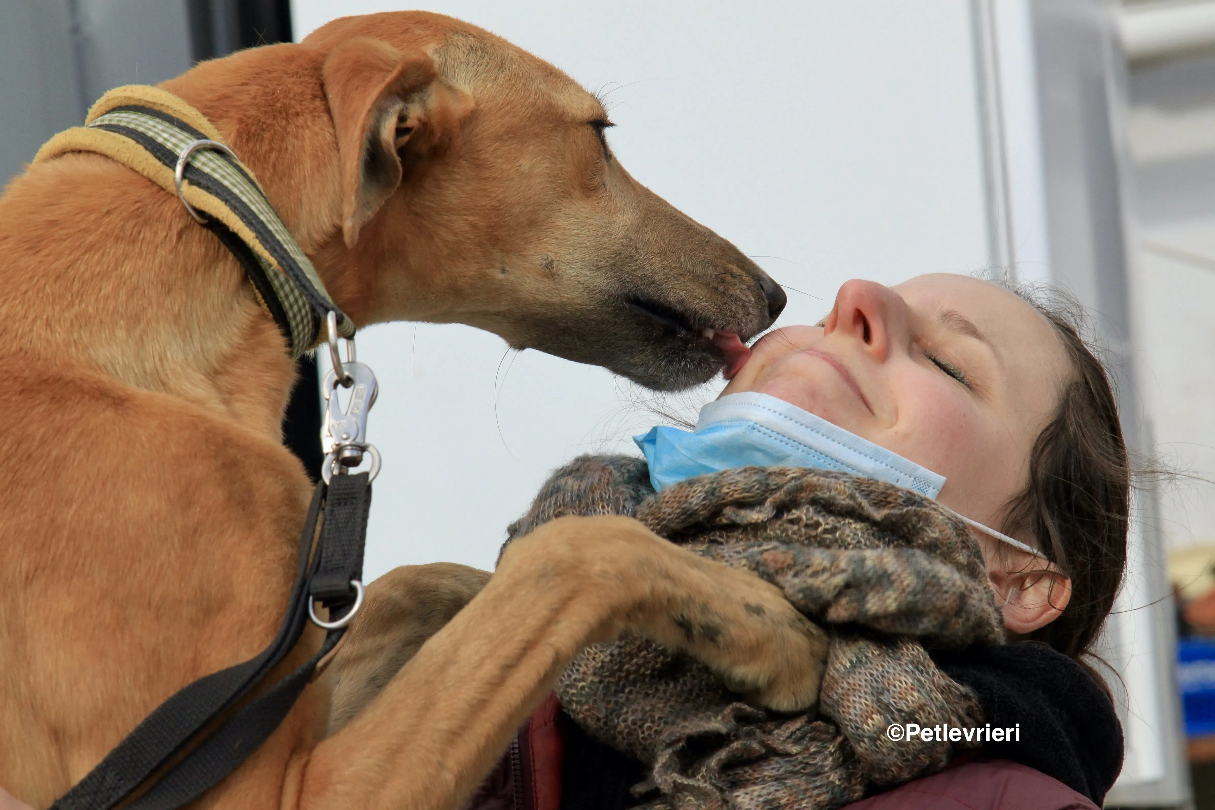 Vilma adozione levrieri galgo 4 2