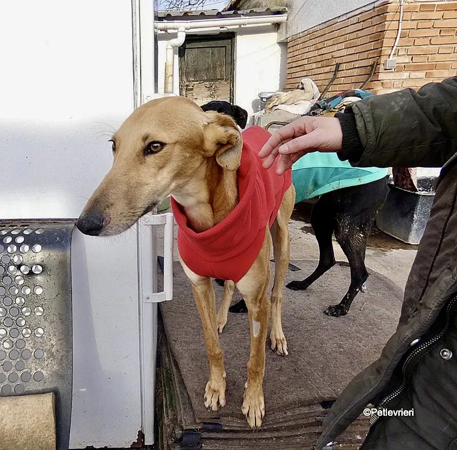 Vilma adozione levrieri galgo 4