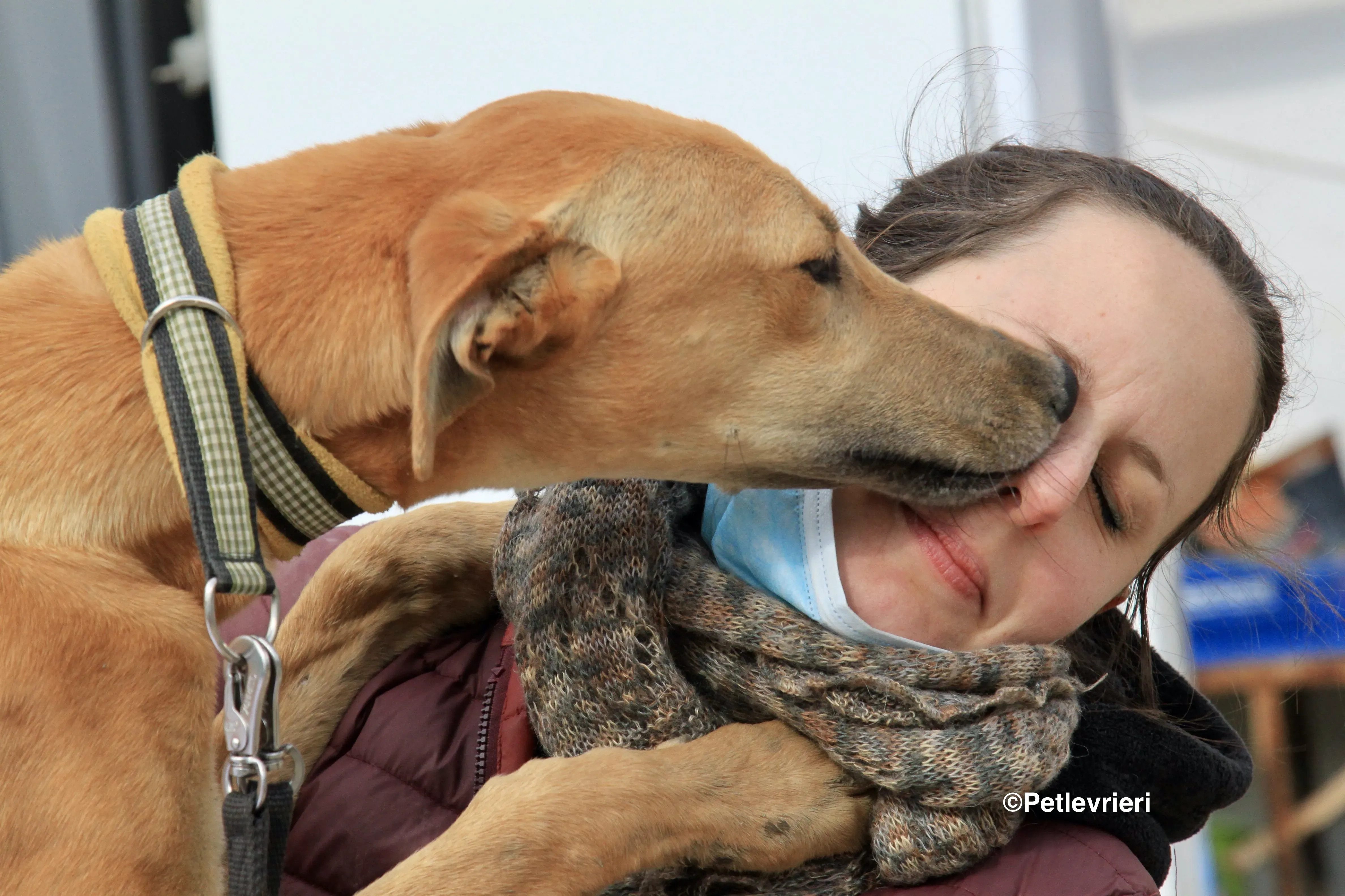 Vilma adozione levrieri galgo 5 2