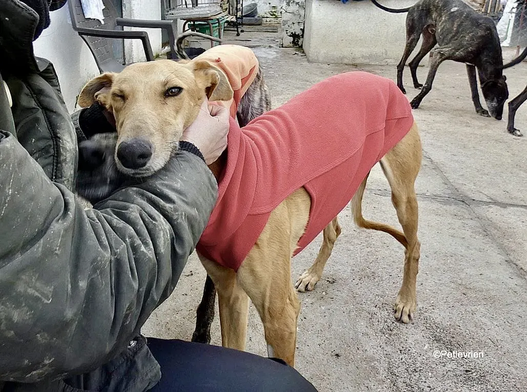 Vilma adozione levrieri galgo 5