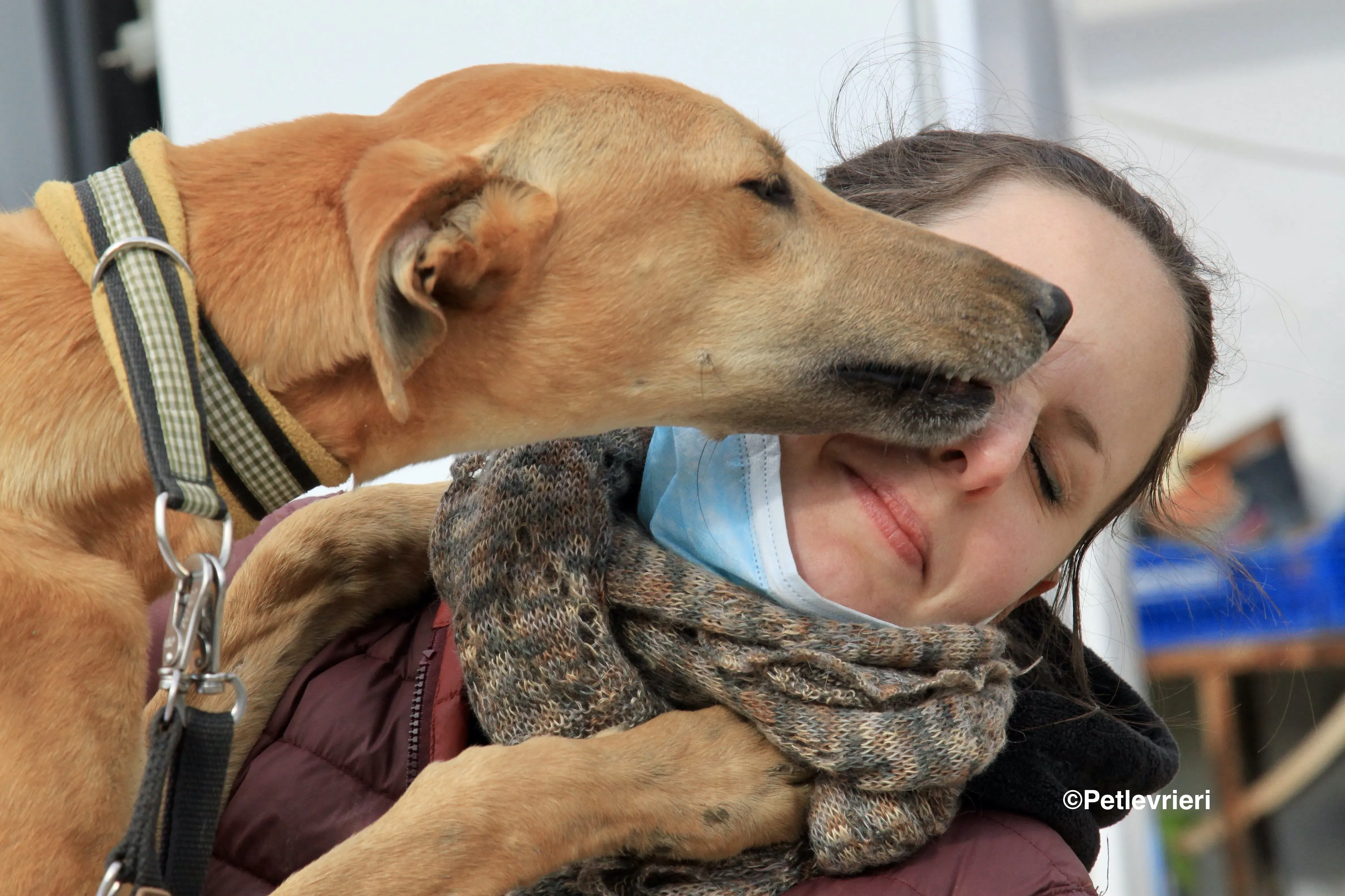 Vilma adozione levrieri galgo 6 2