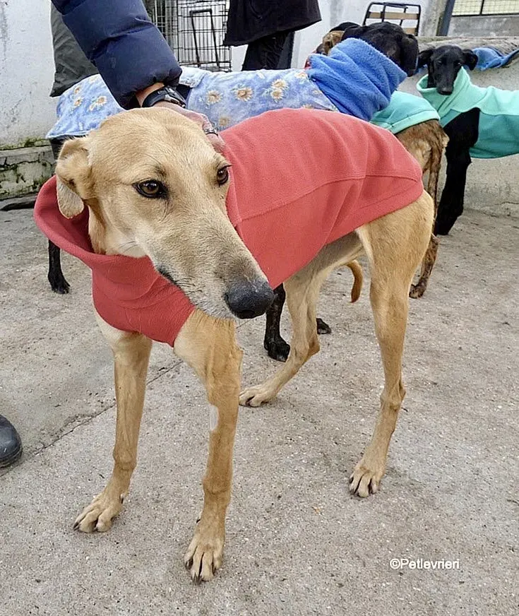 Vilma adozione levrieri galgo 6