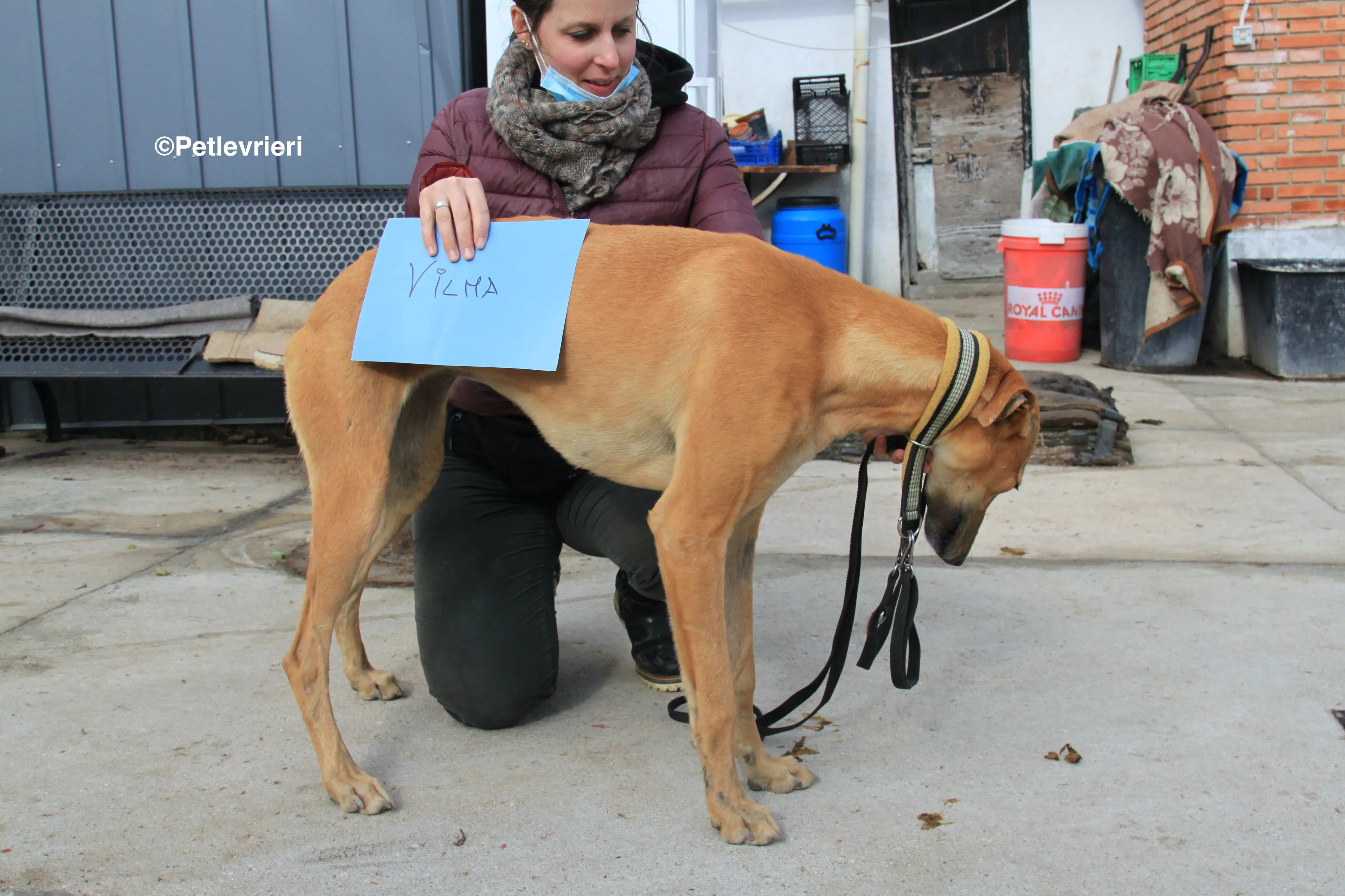 Vilma adozione levrieri galgo 7 2