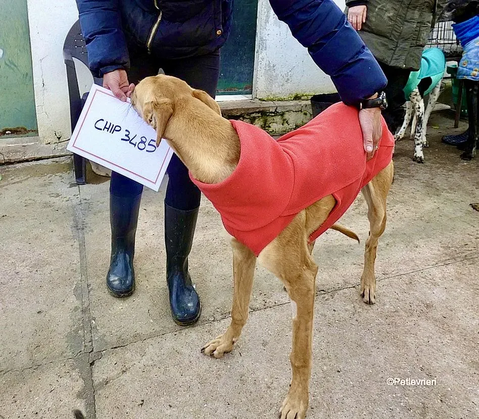 Vilma adozione levrieri galgo 7