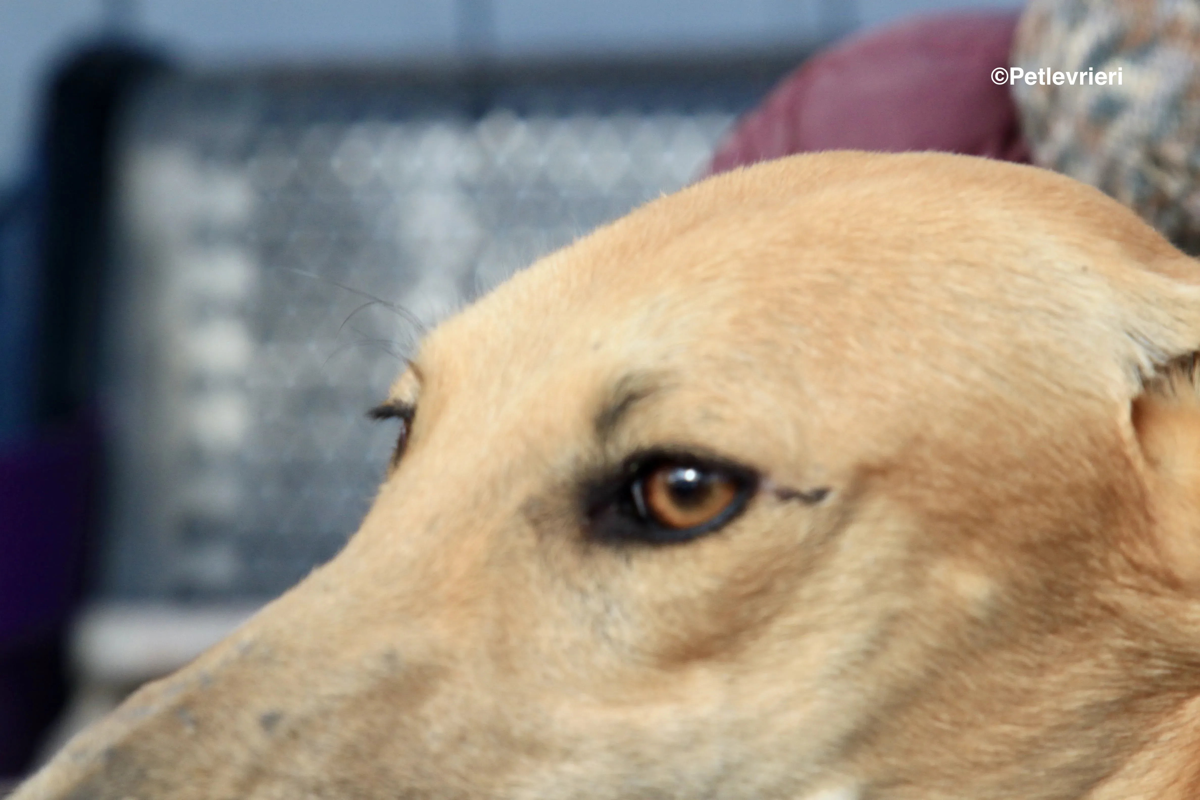 Vilma adozione levrieri galgo 8 2