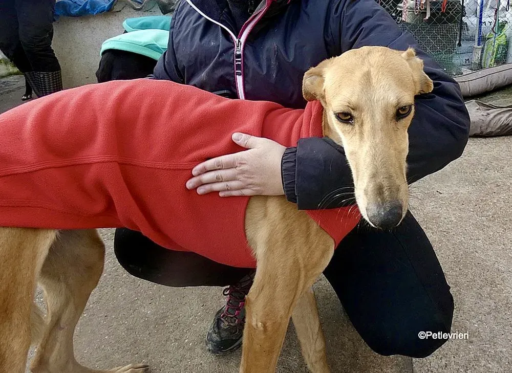Vilma adozione levrieri galgo 8