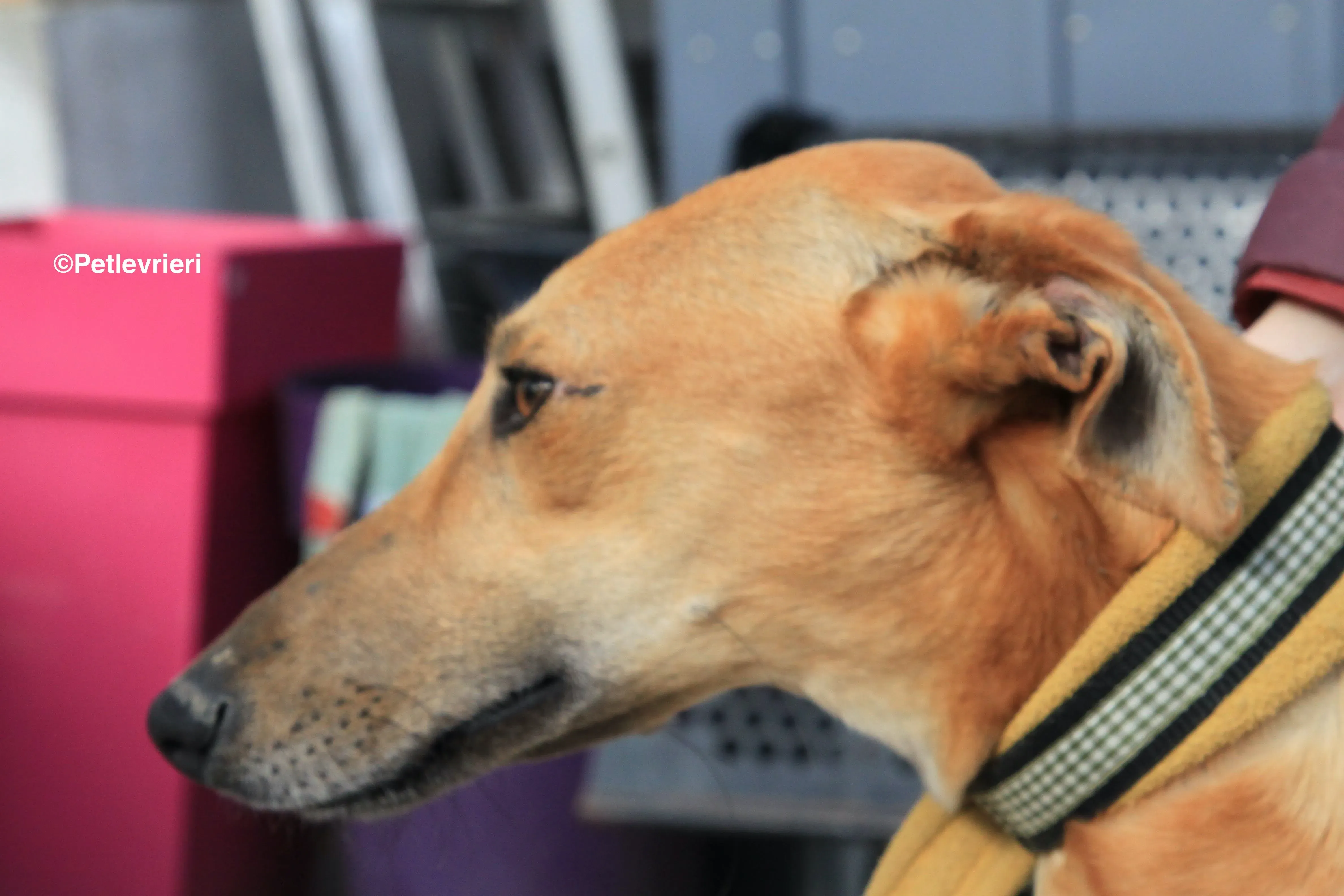 Vilma adozione levrieri galgo 9 2