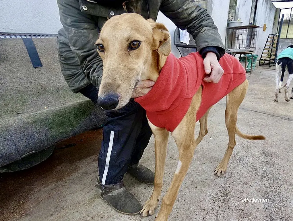 Vilma adozione levrieri galgo 9