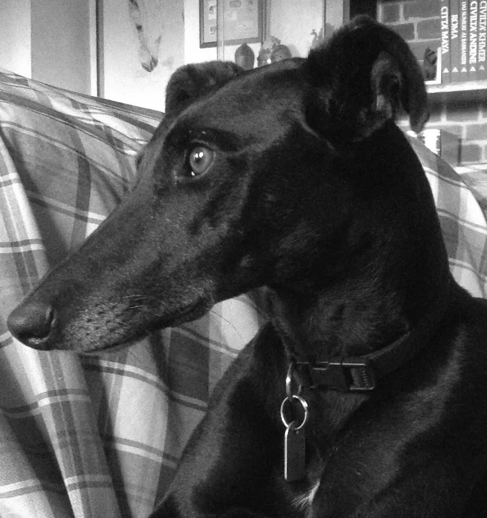 Viola pet levrieri galgo1