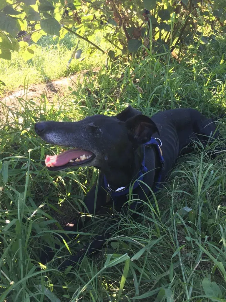 Viola pet levrieri galgo2