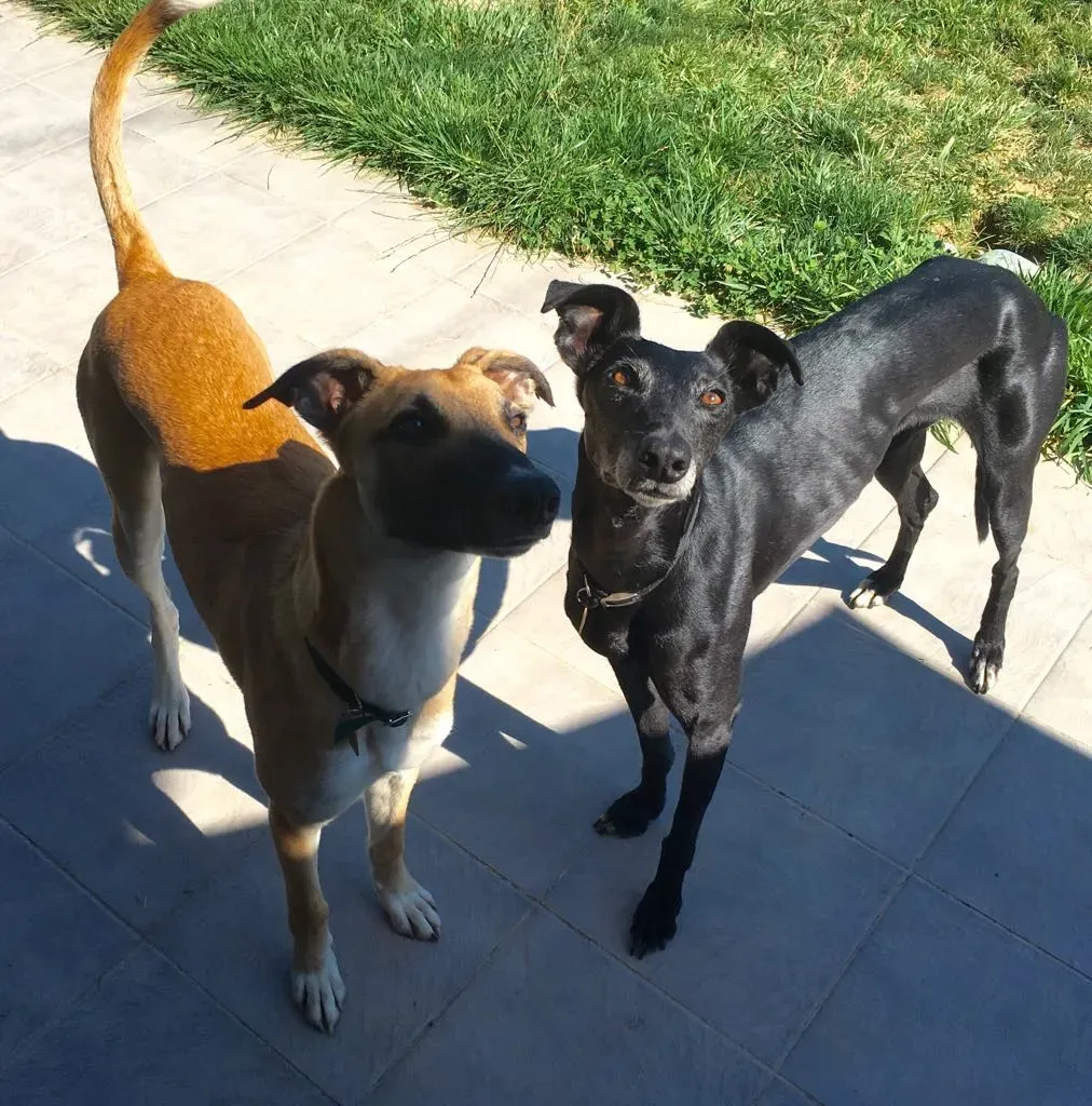 Viola pet levrieri galgo3