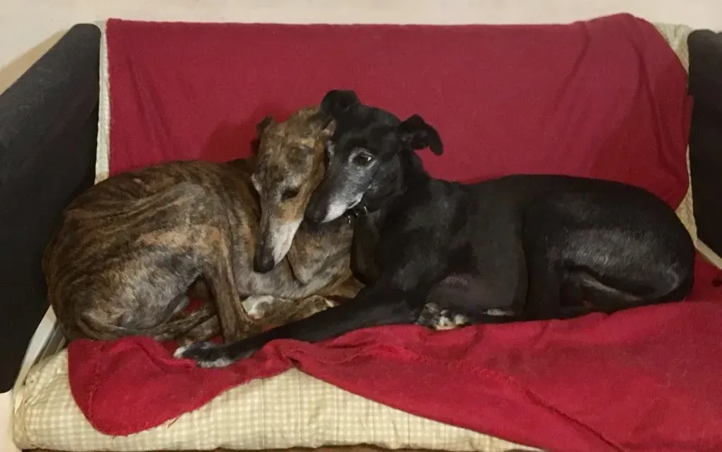 Viola pet levrieri galgo4