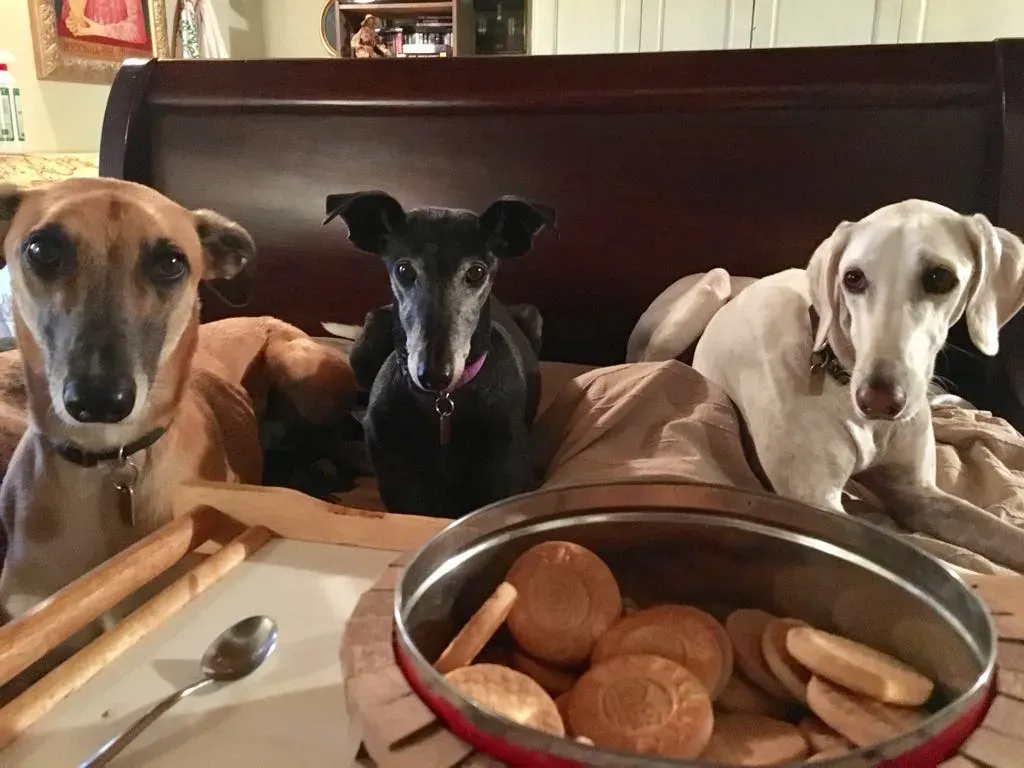 Viola pet levrieri galgo5