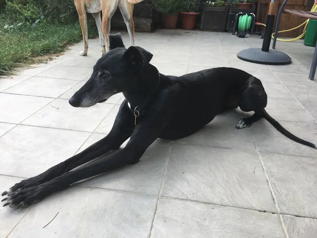 Viola pet levrieri galgo6