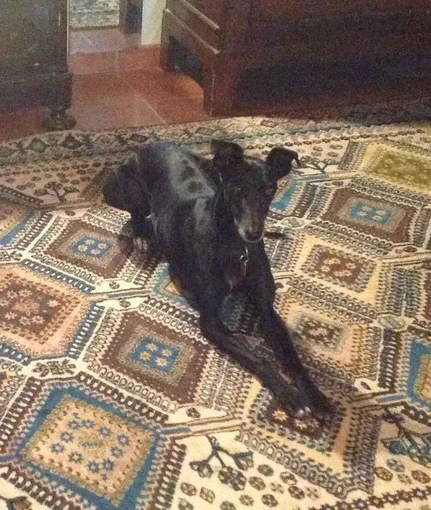 Viola pet levrieri galgo7