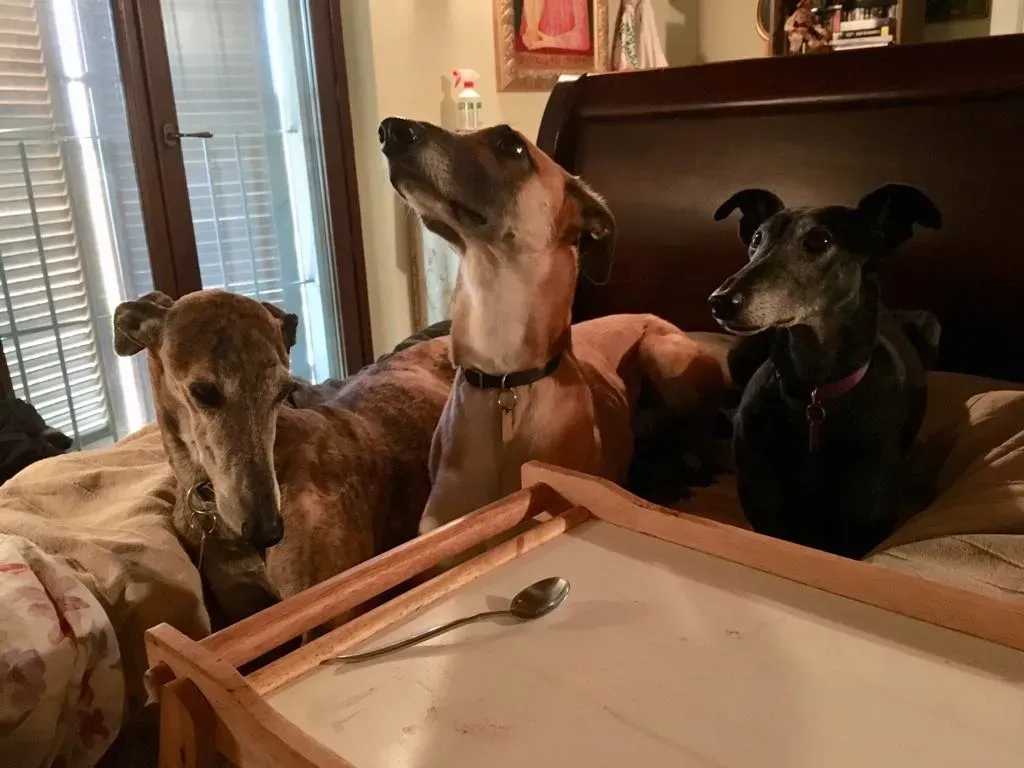 Viola pet levrieri galgo8