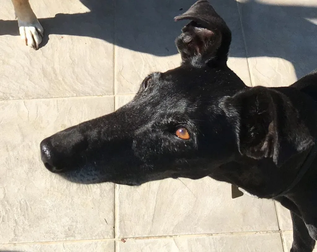 Viola pet levrieri galgo9