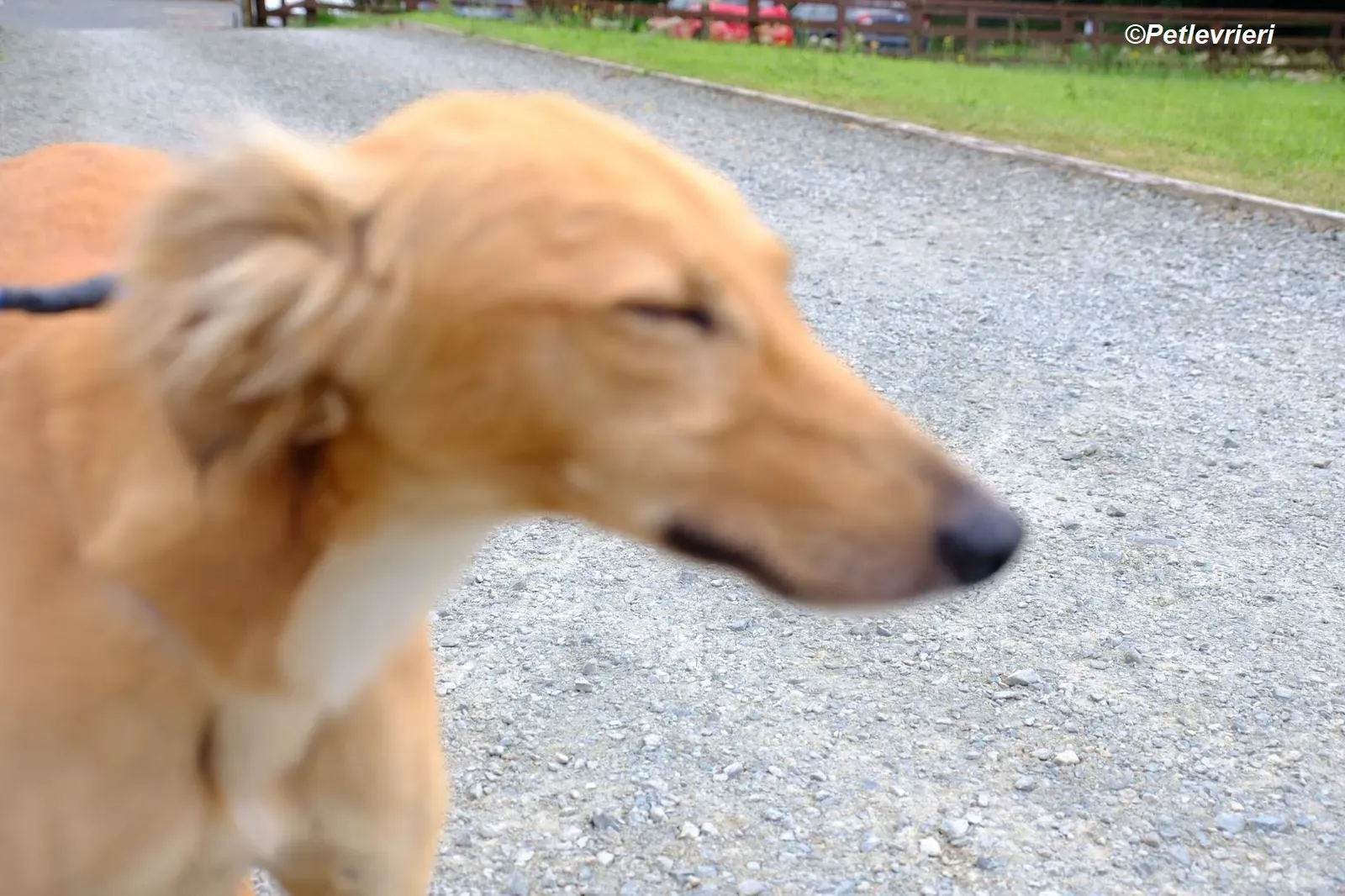 Violet adozione levrieri greyhound 1