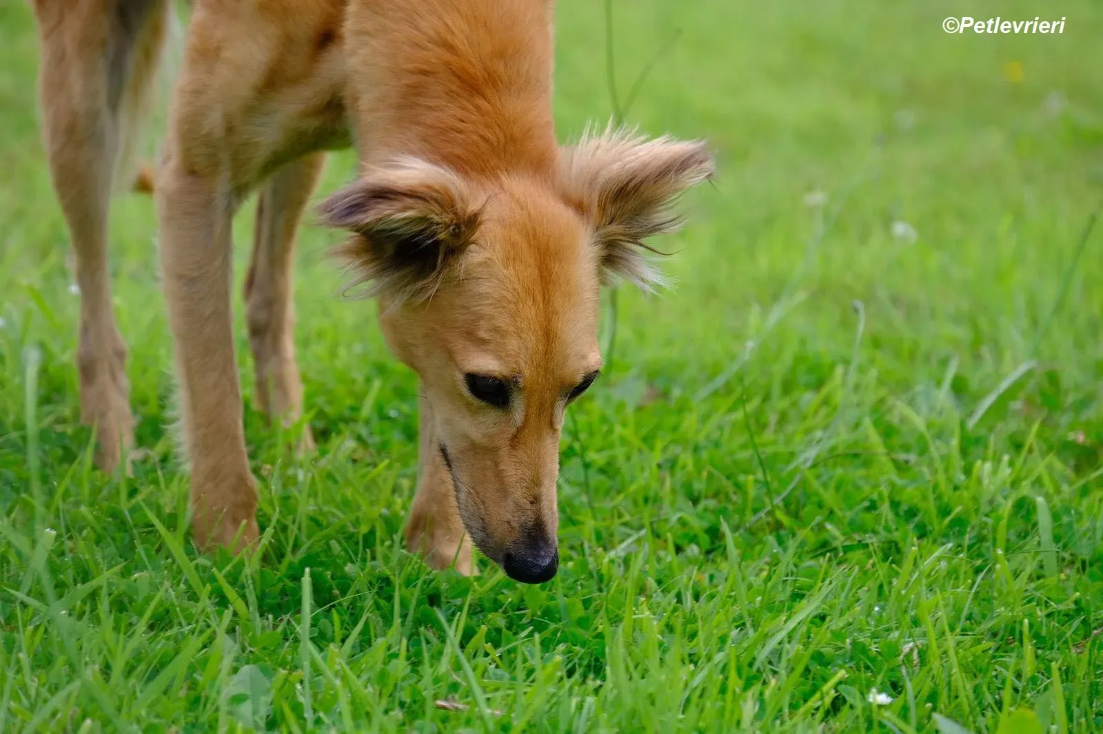 Violet adozione levrieri greyhound 10