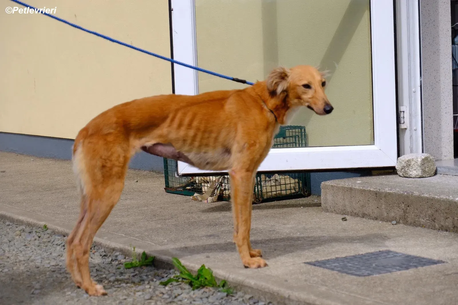 Violet adozione levrieri greyhound 11