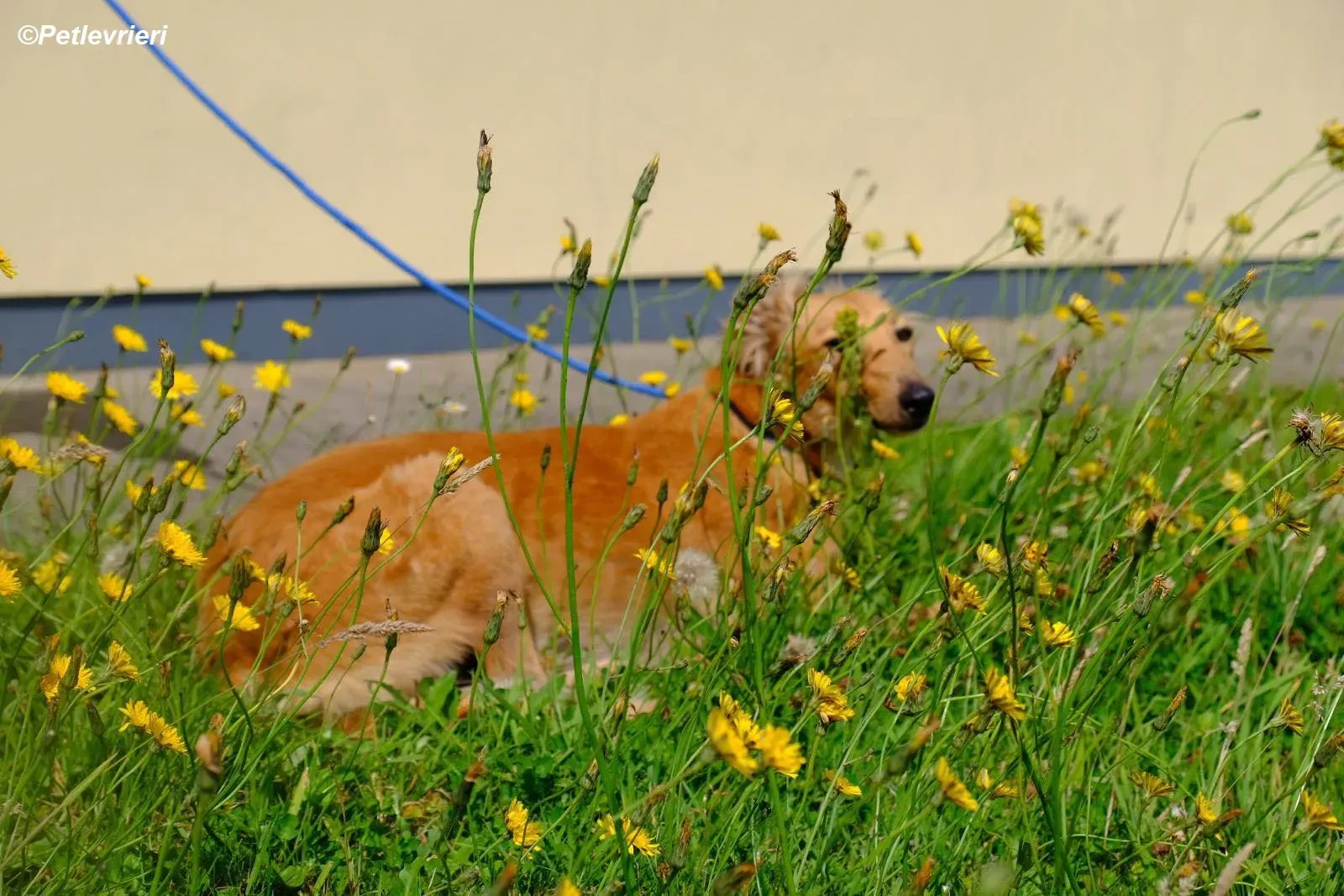 Violet adozione levrieri greyhound 12