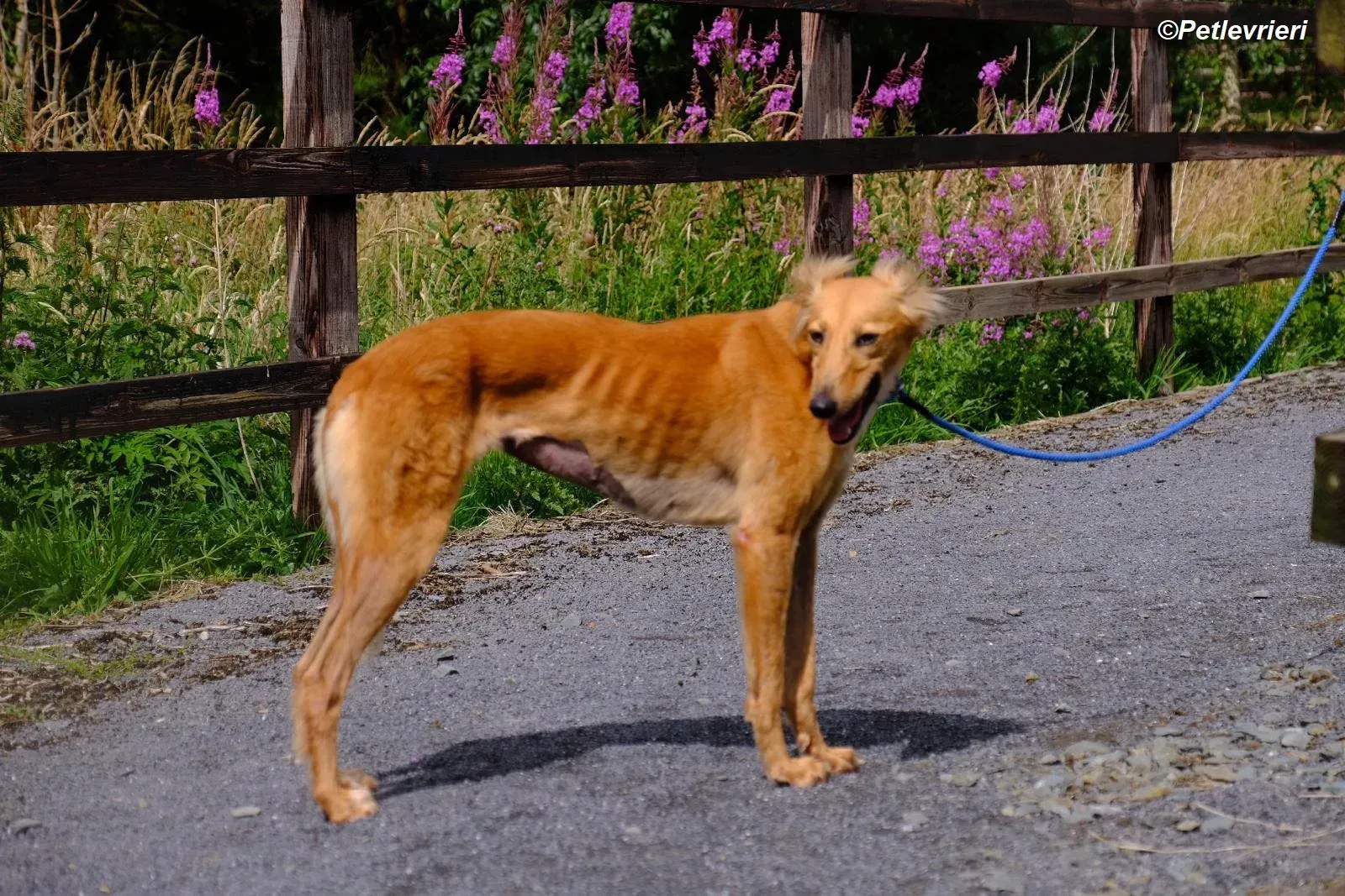 Violet adozione levrieri greyhound 14