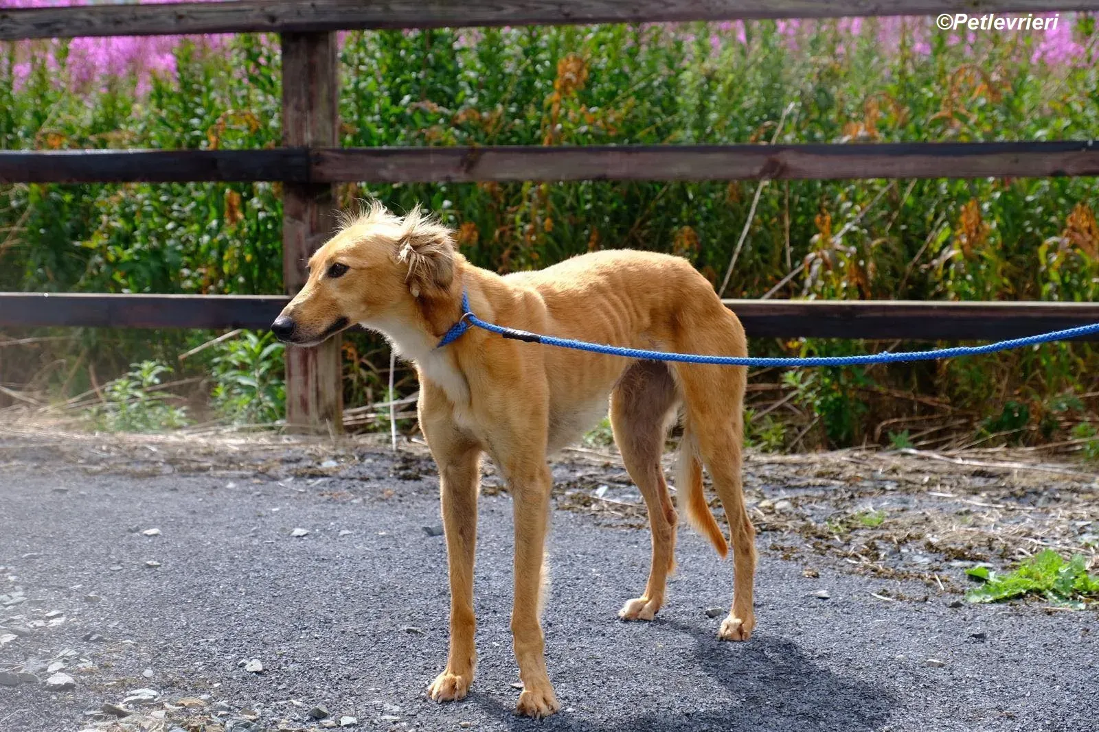 Violet adozione levrieri greyhound 15