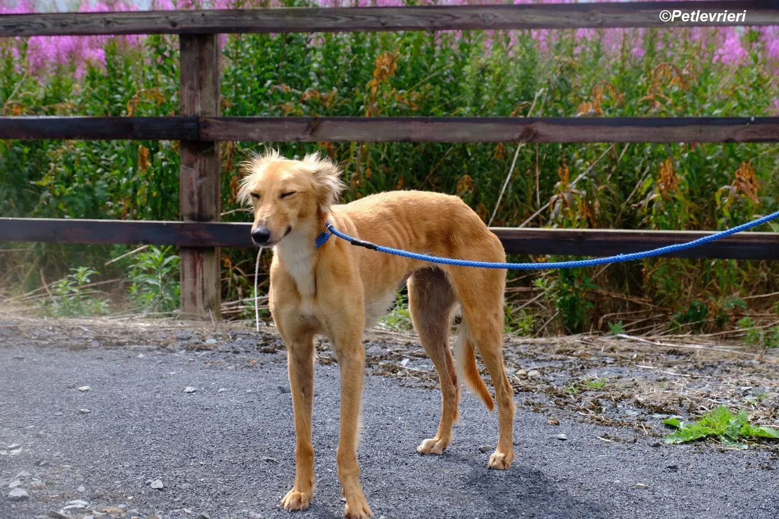 Violet adozione levrieri greyhound 16