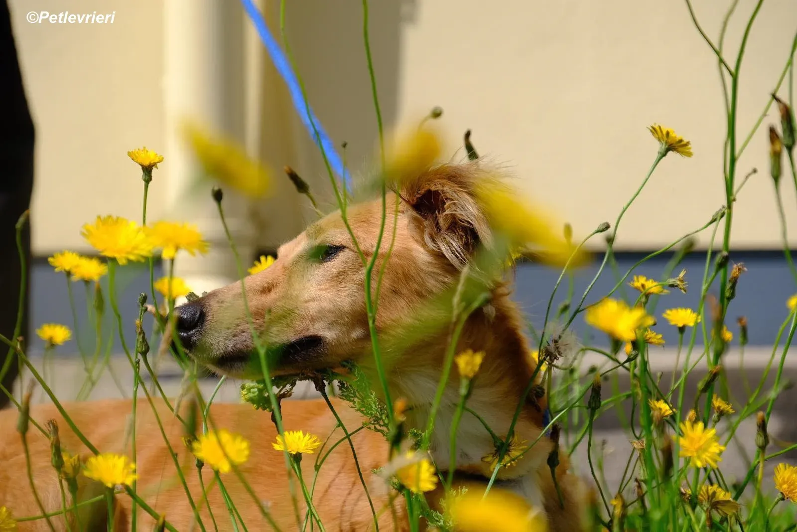 Violet adozione levrieri greyhound 17