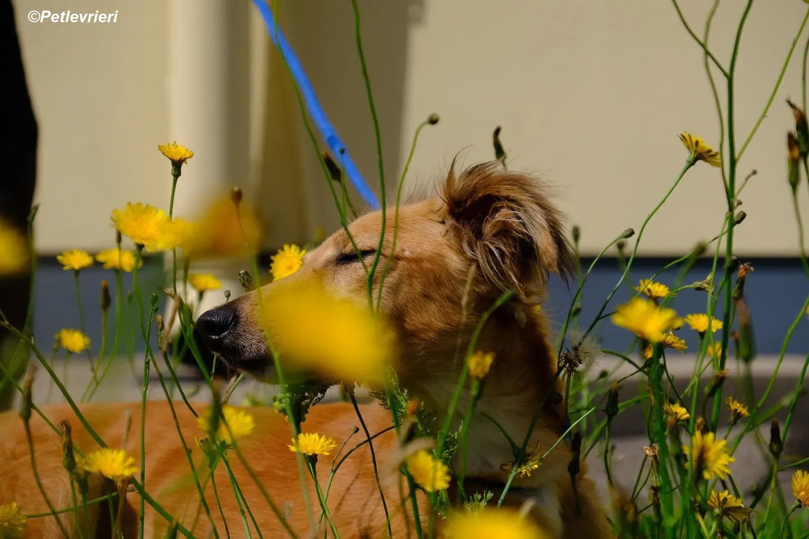 Violet adozione levrieri greyhound 18