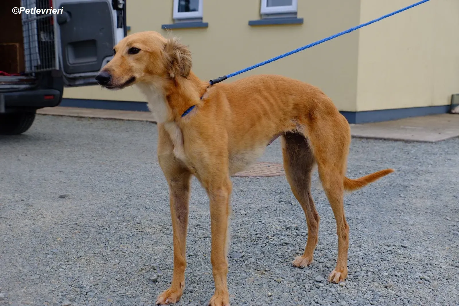 Violet adozione levrieri greyhound 2