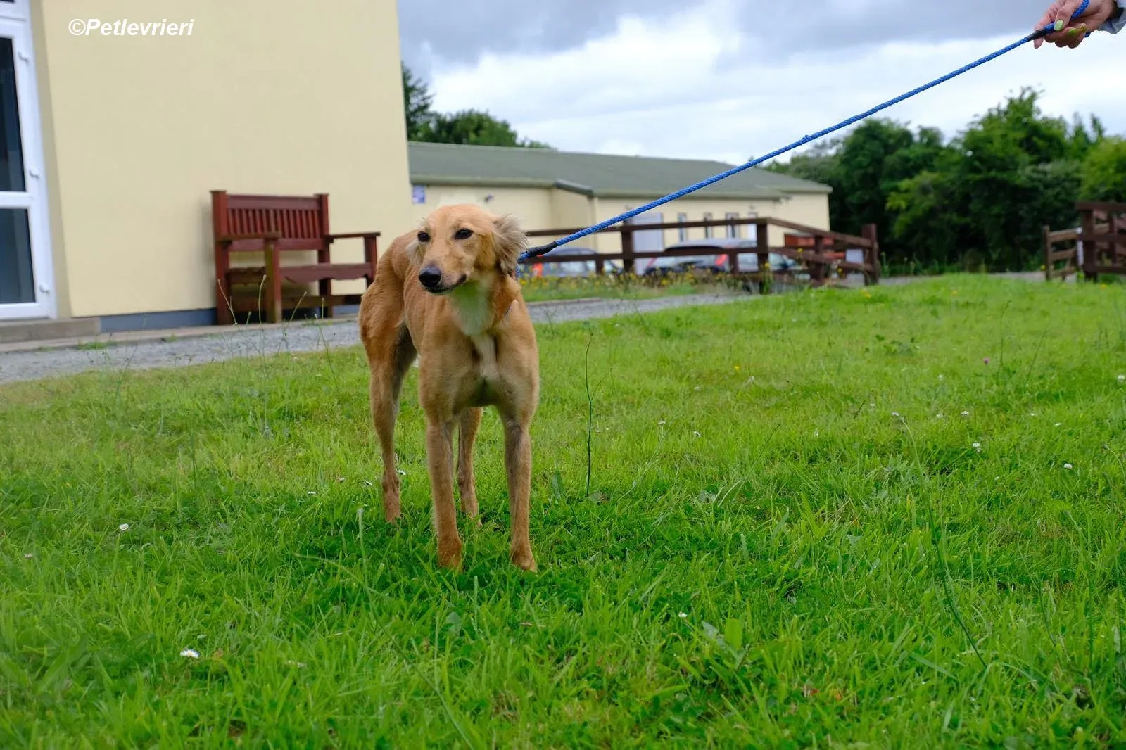 Violet adozione levrieri greyhound 3