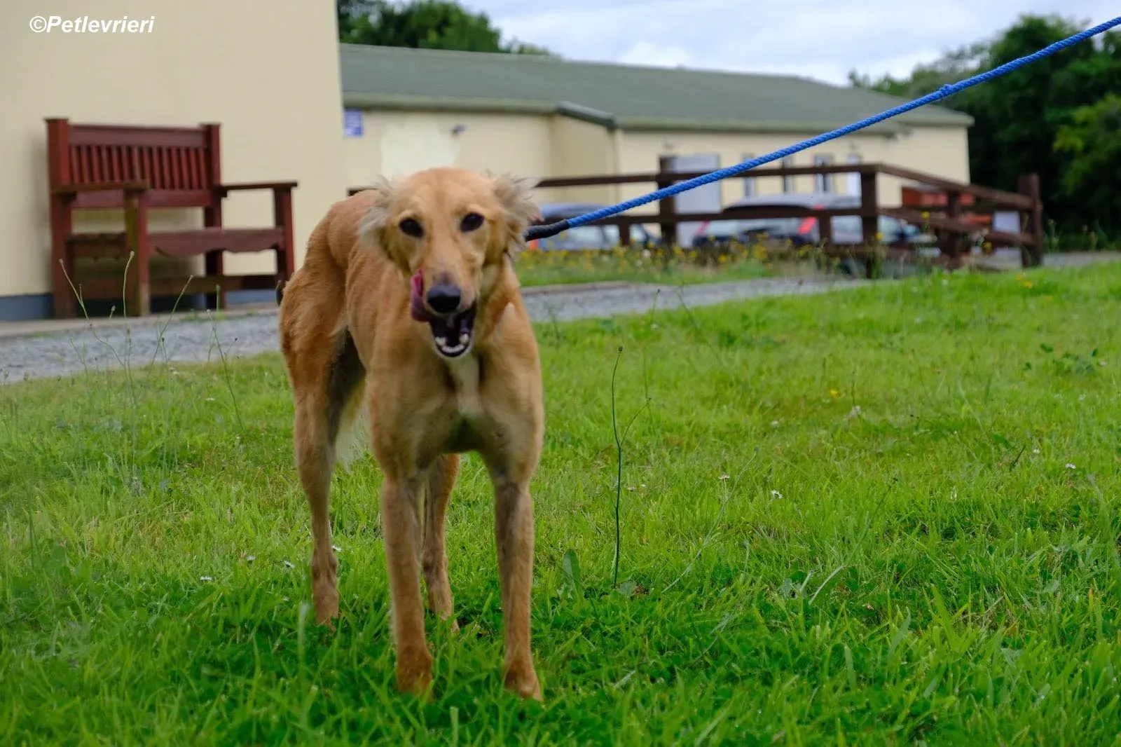Violet adozione levrieri greyhound 4