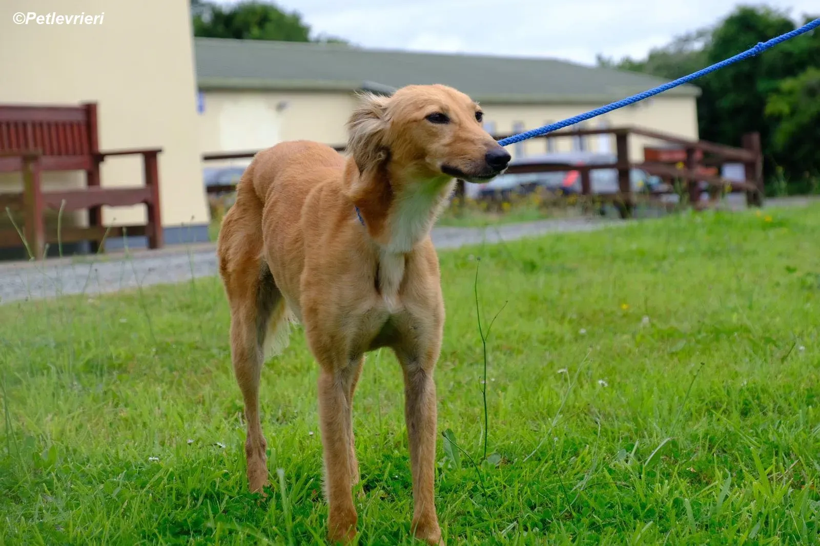 Violet adozione levrieri greyhound 5