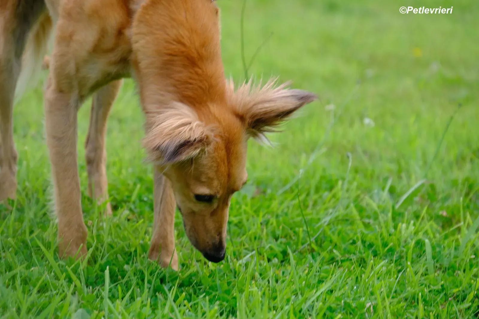 Violet adozione levrieri greyhound 9