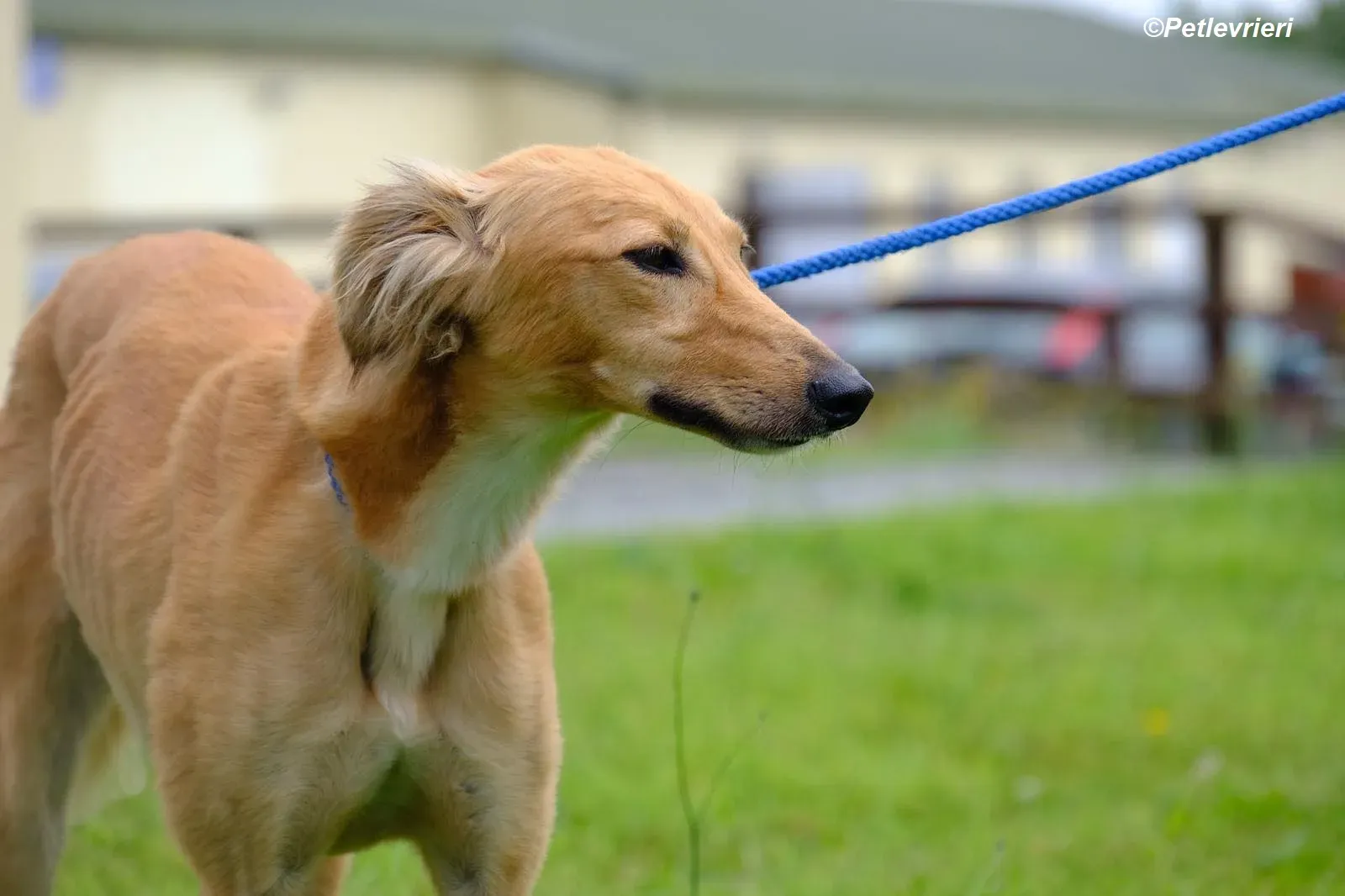 Violet adozione levrieri greyhound 6