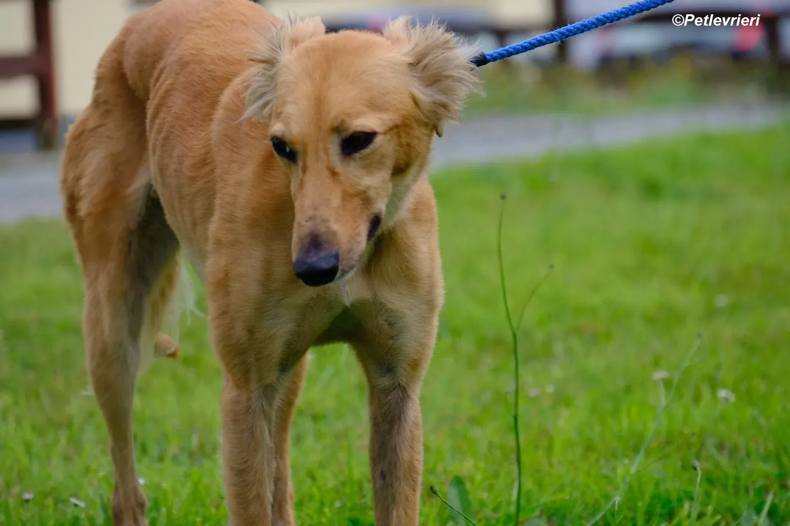 Violet adozione levrieri greyhound 7