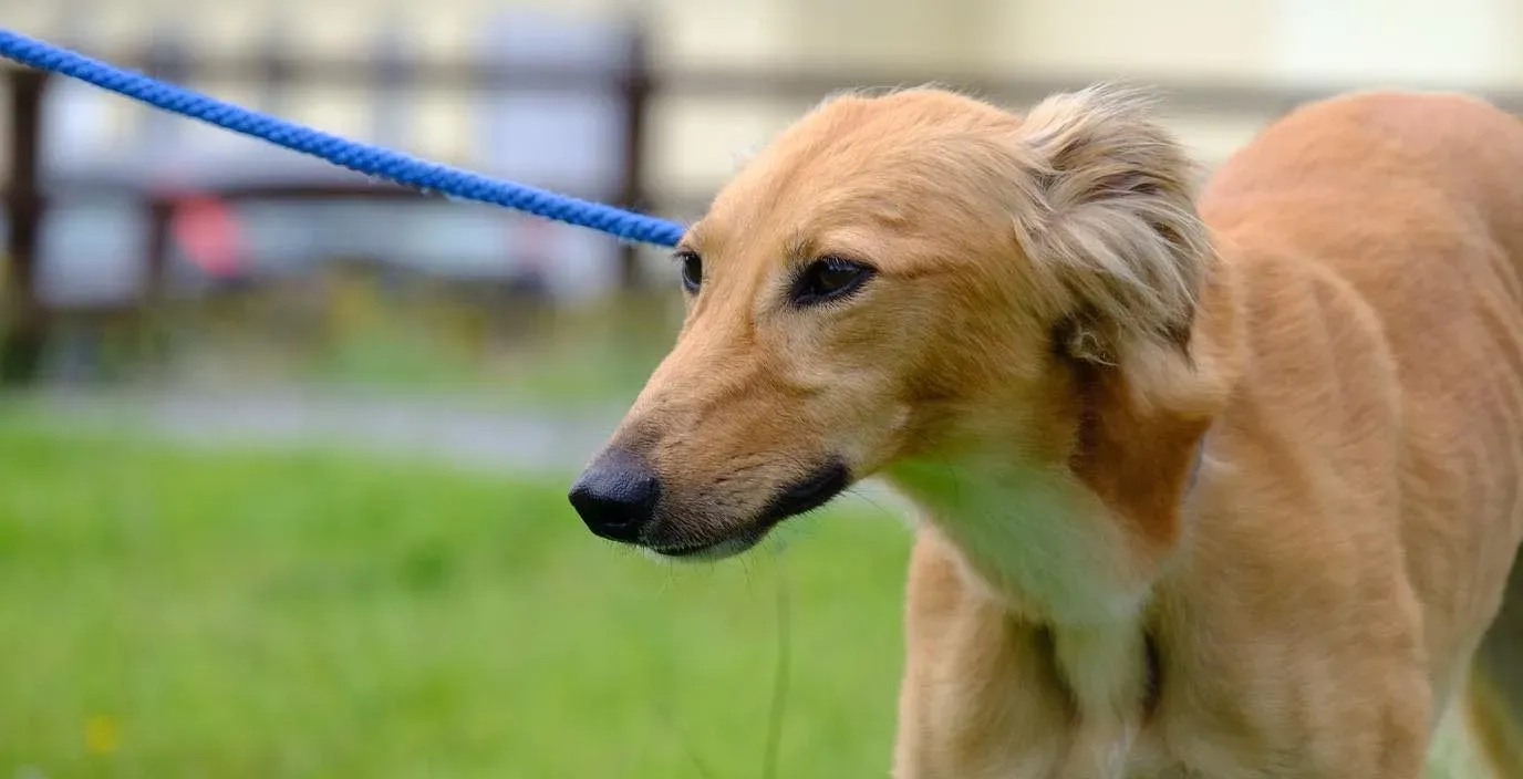 Violet adozione levrieri greyhound 8 e1658930135590