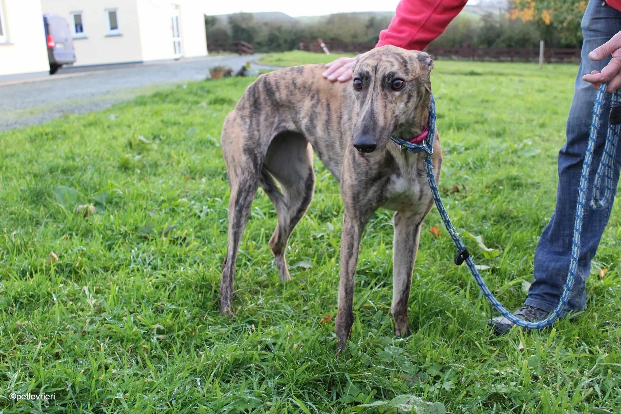 Violet adozione levrieri greyhound 8